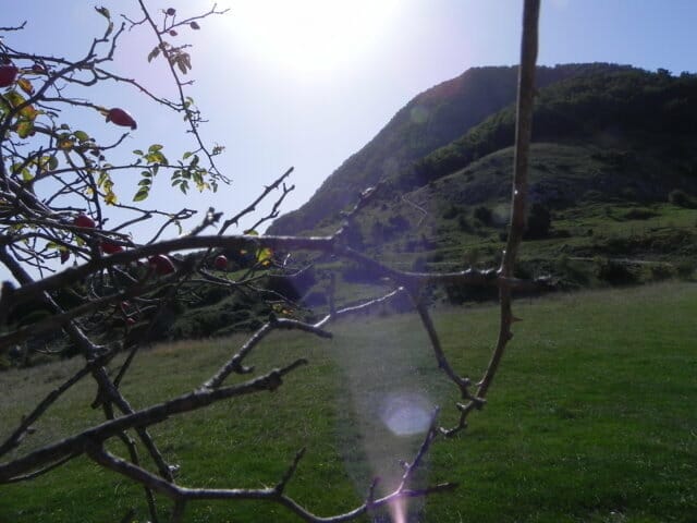 Pagaret (14)