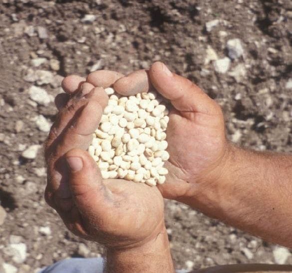 fagiolo a pisello 04